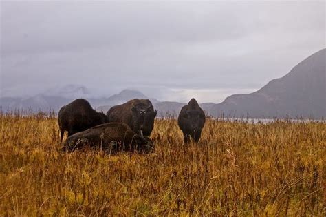 kodiak alaska buffalo hunt.
